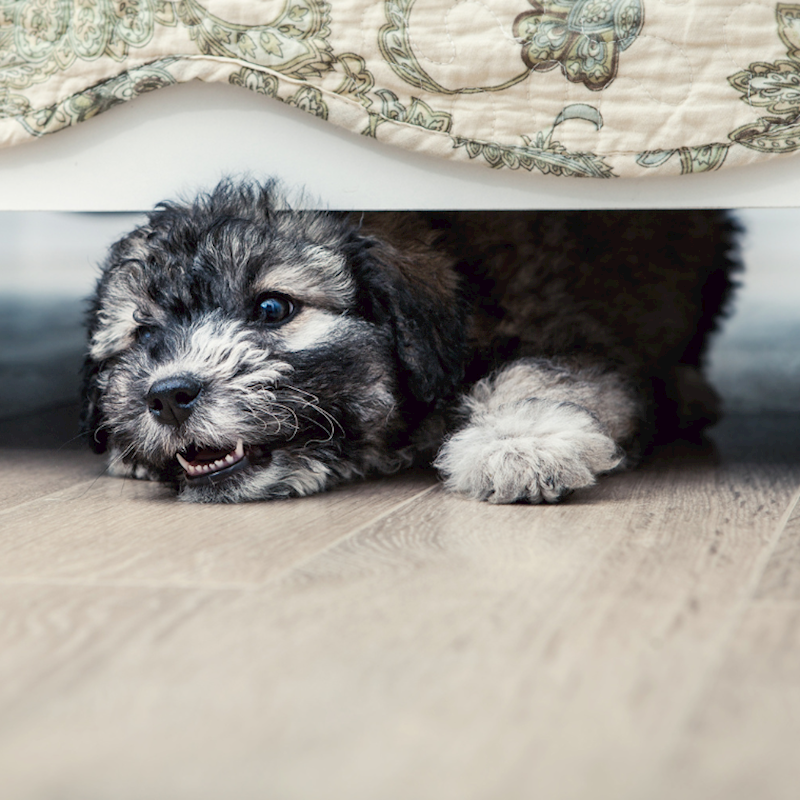 Why Does My Dog Hide Under the Bed? When It's Normal or Cause for Concern